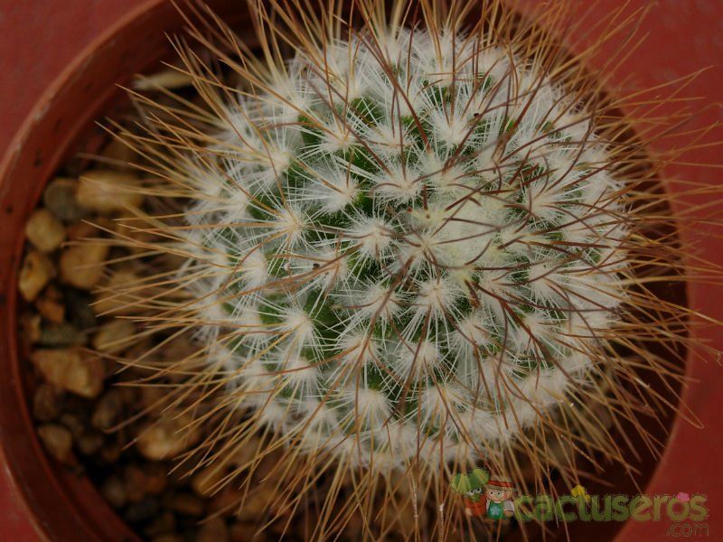 Una foto de Mammillaria rekoi subsp. leptacantha