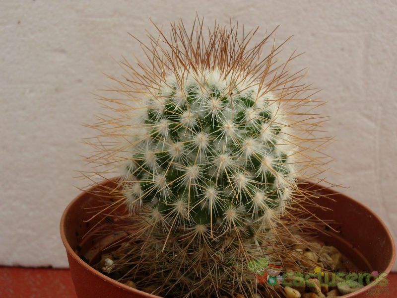 Una foto de Mammillaria rekoi subsp. leptacantha