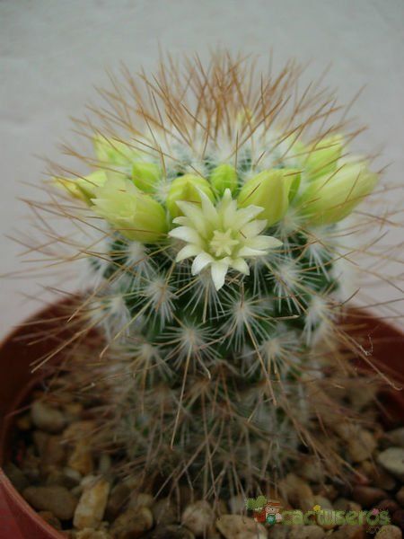 Una foto de Mammillaria rekoi subsp. leptacantha
