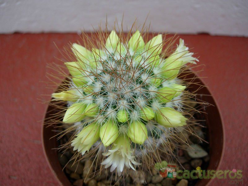 Una foto de Mammillaria rekoi subsp. leptacantha