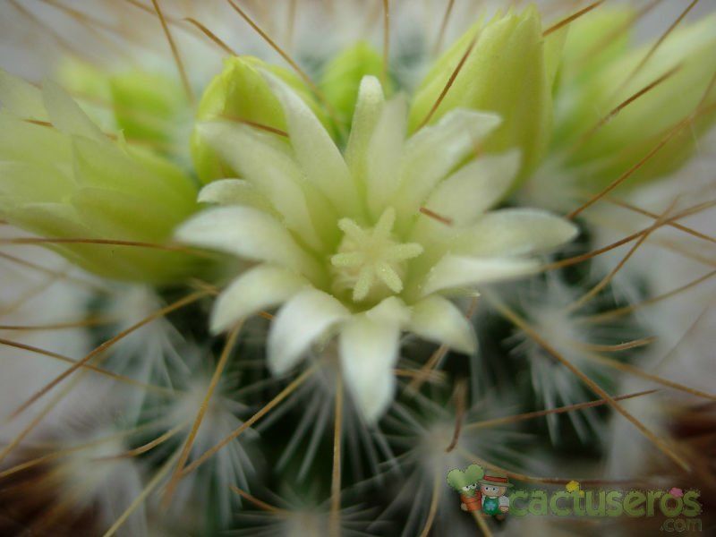 Una foto de Mammillaria rekoi subsp. leptacantha