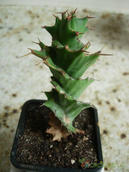 Una foto de Euphorbia groenewaldii  