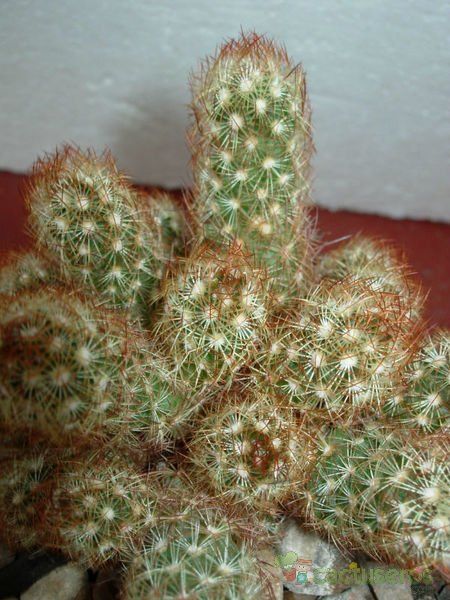 A photo of Mammillaria elongata