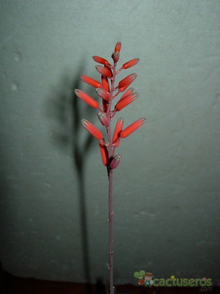 Una foto de Aloe cv. donnie