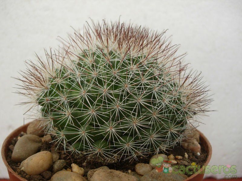 Una foto de Mammillaria multihamata