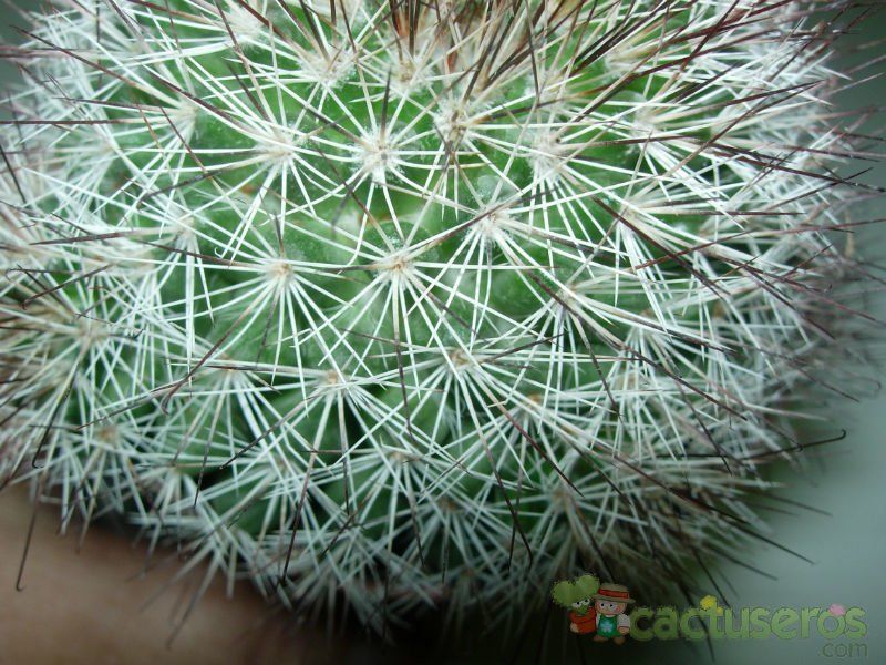 Una foto de Mammillaria multihamata