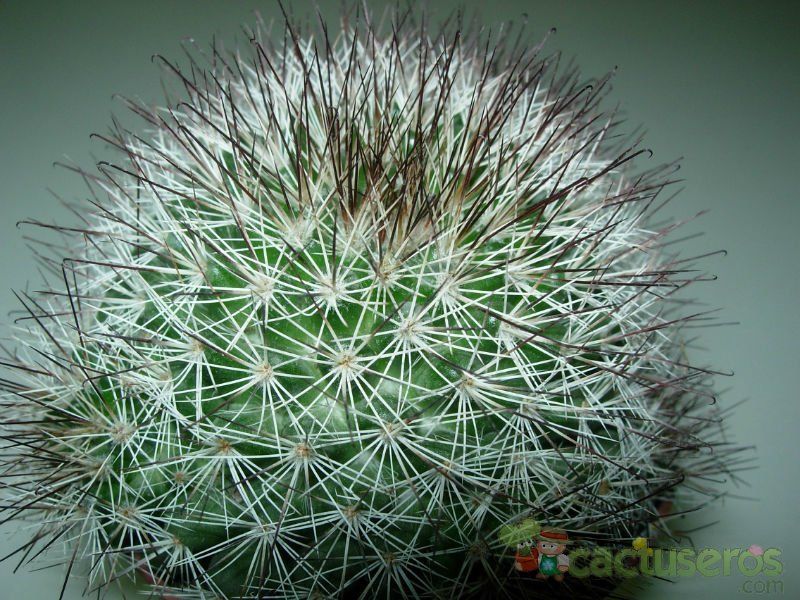 Una foto de Mammillaria multihamata