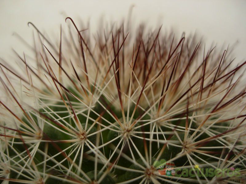 Una foto de Mammillaria multihamata