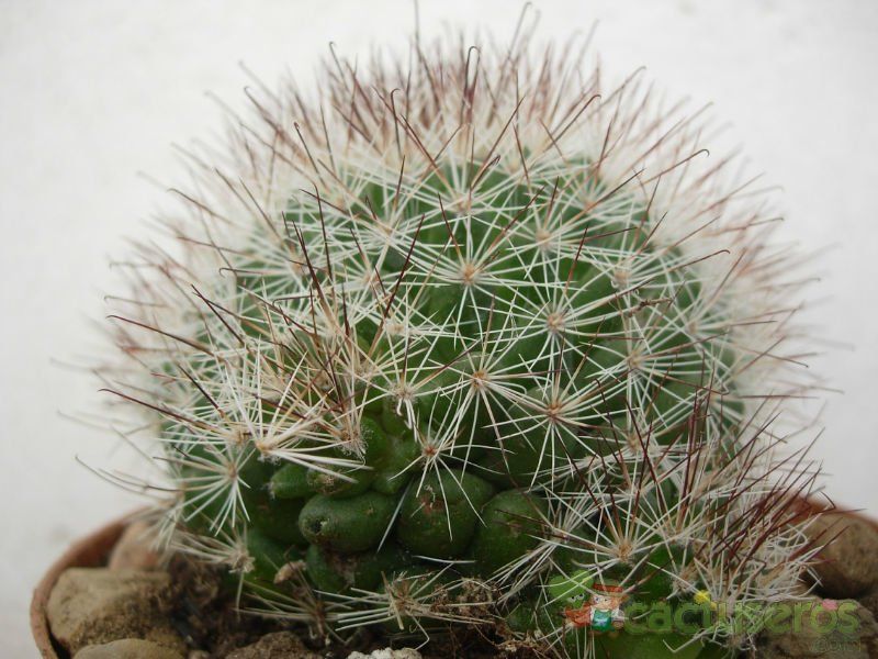 Una foto de Mammillaria multihamata