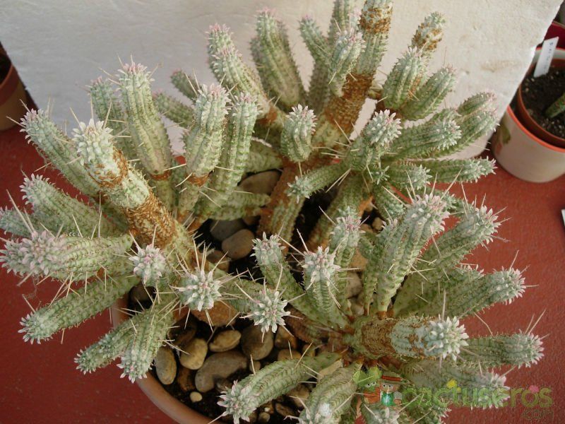 A photo of Euphorbia mammillaris fma. variegada