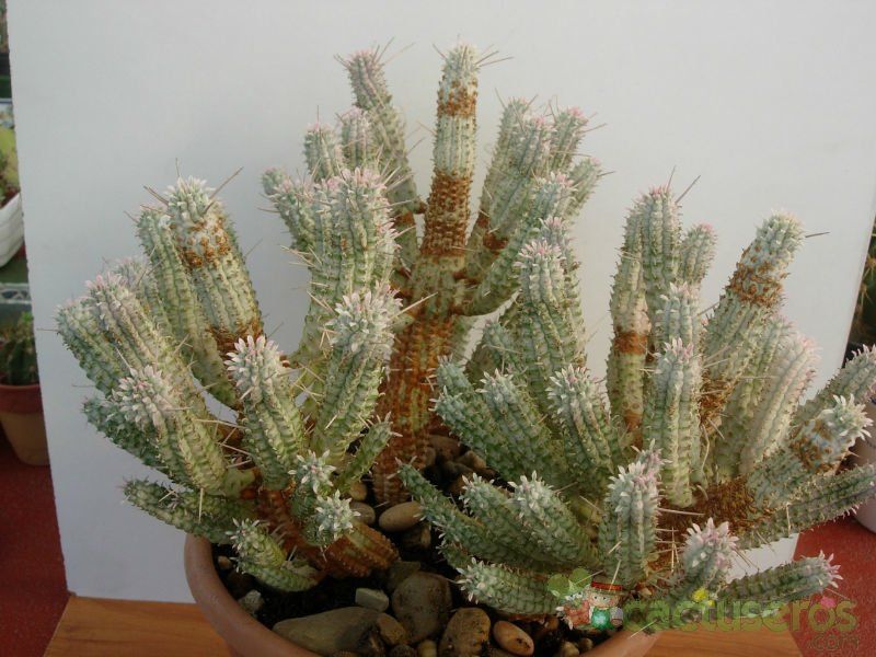 A photo of Euphorbia mammillaris fma. variegada