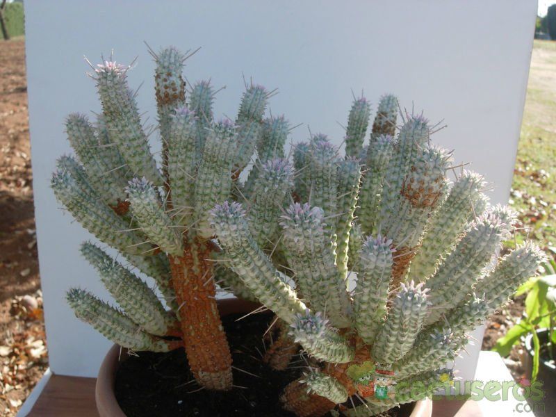 A photo of Euphorbia mammillaris fma. variegada