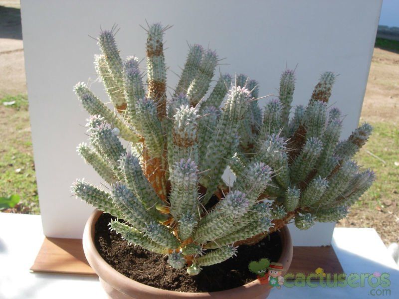 A photo of Euphorbia mammillaris fma. variegada