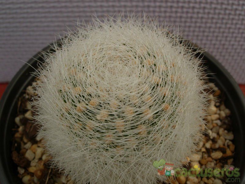 A photo of Rebutia fiebrigii