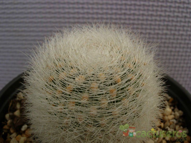 A photo of Rebutia fiebrigii