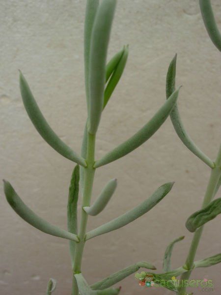 Una foto de Opuntia microdasys fma. crestada