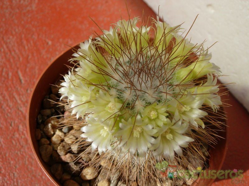 Una foto de Mammillaria rekoi subsp. leptacantha