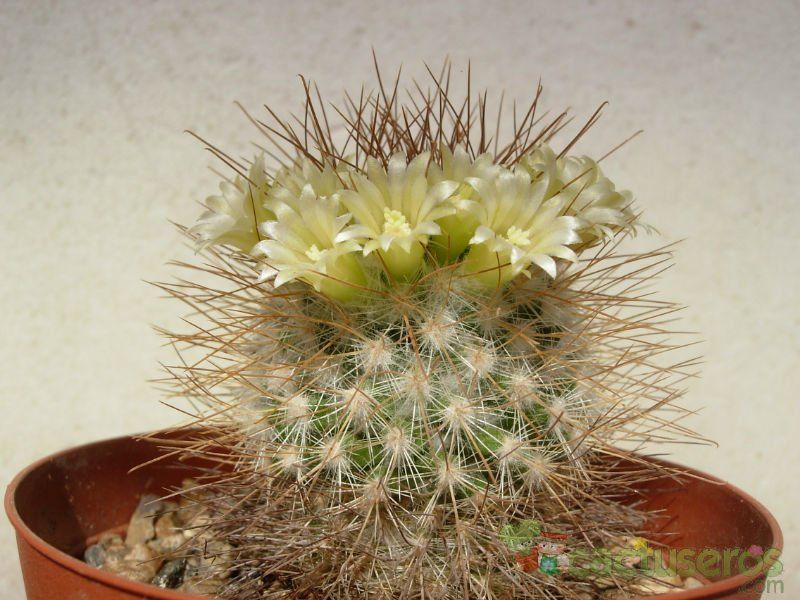 Una foto de Mammillaria rekoi subsp. leptacantha