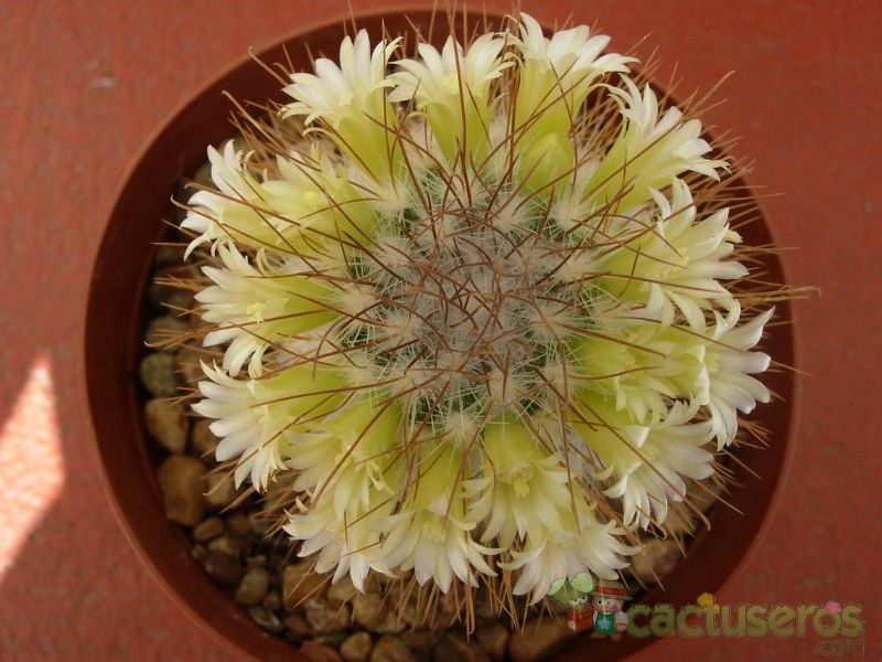 Una foto de Mammillaria rekoi subsp. leptacantha