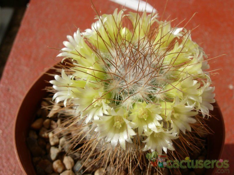 Una foto de Mammillaria rekoi subsp. leptacantha