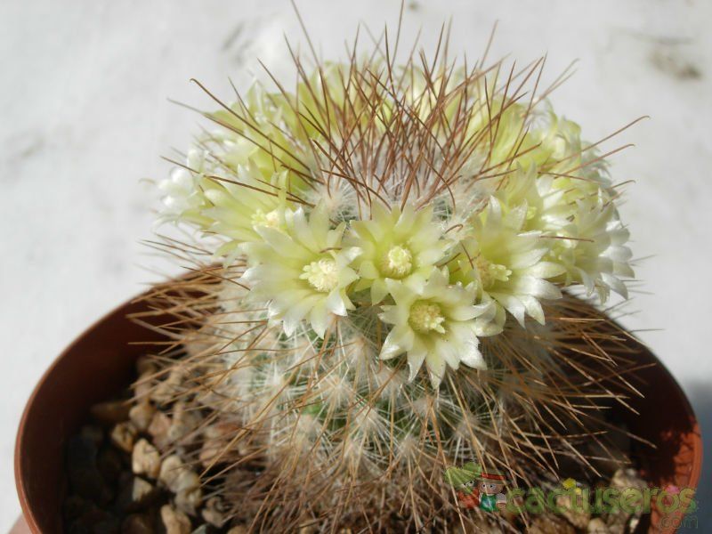 Una foto de Mammillaria rekoi subsp. leptacantha