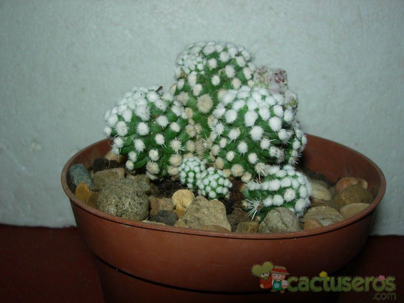 Una foto de Mammillaria gracilis cv. oruga blanca