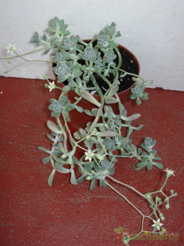 A photo of Graptopetalum mendozae  