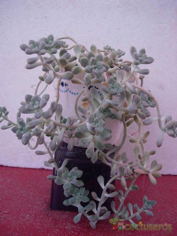 A photo of Graptopetalum mendozae  