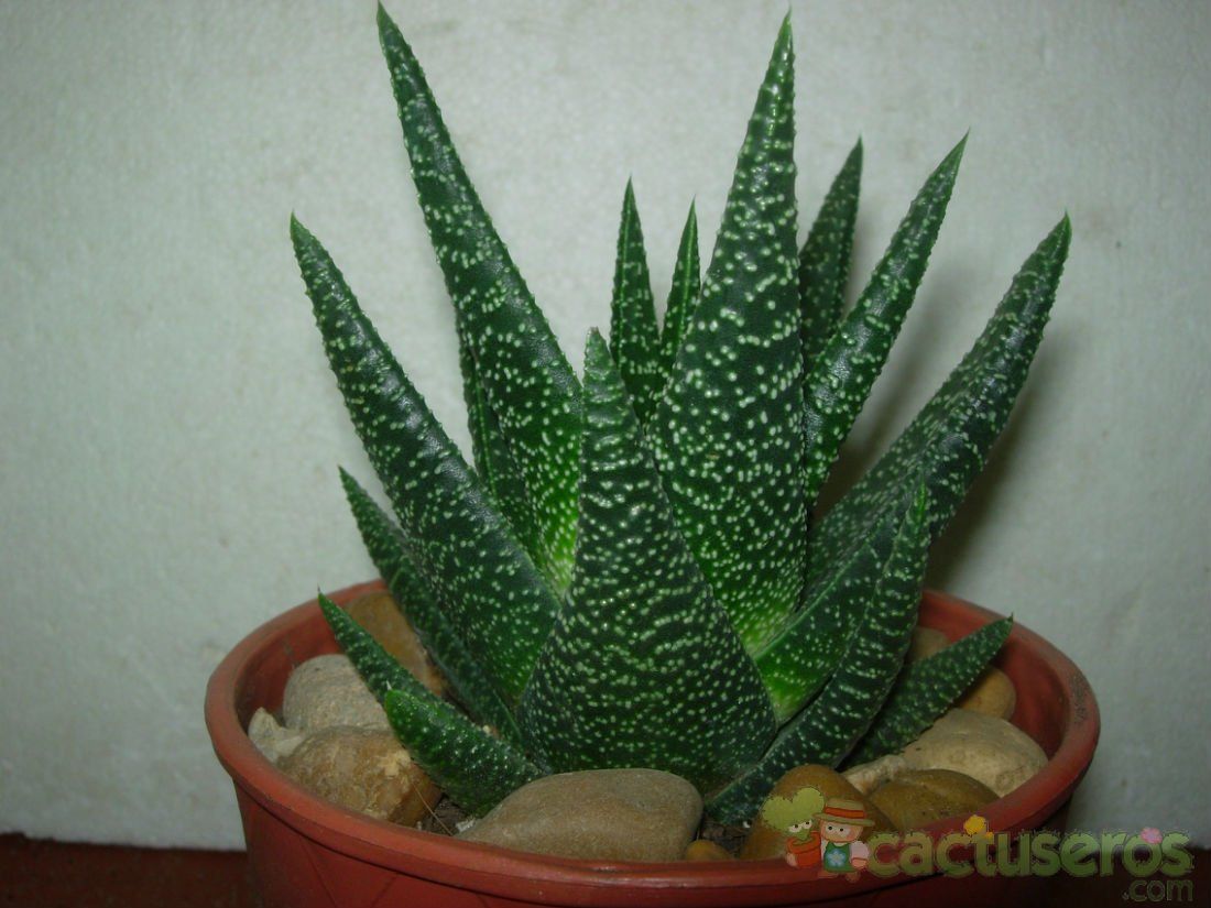A photo of Gasterhaworthia cv. royal highness