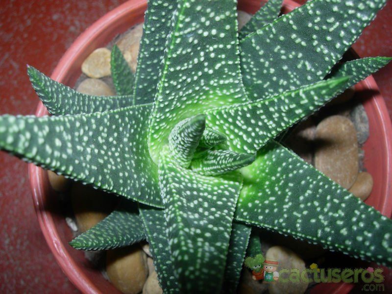 A photo of Gasterhaworthia cv. royal highness