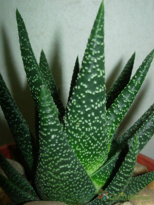A photo of Gasterhaworthia cv. royal highness