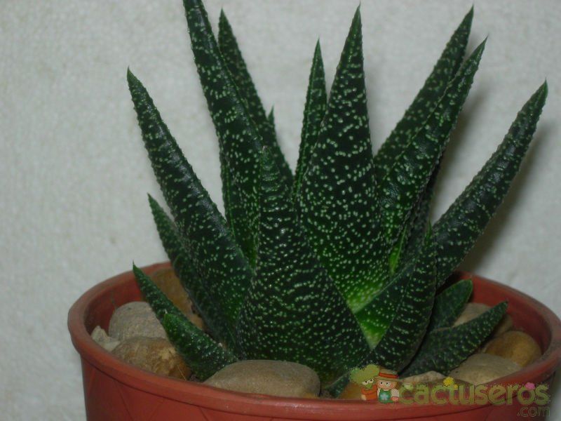 A photo of Gasterhaworthia cv. royal highness