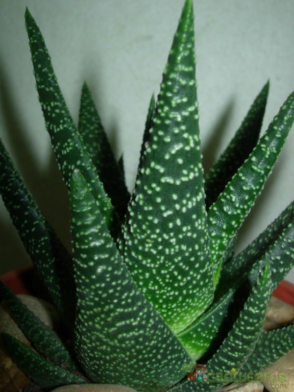 A photo of Gasterhaworthia cv. royal highness