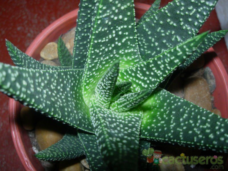 A photo of Gasterhaworthia cv. royal highness