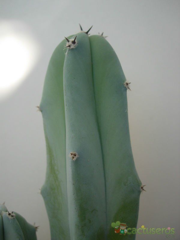 A photo of Myrtillocactus geometrizans
