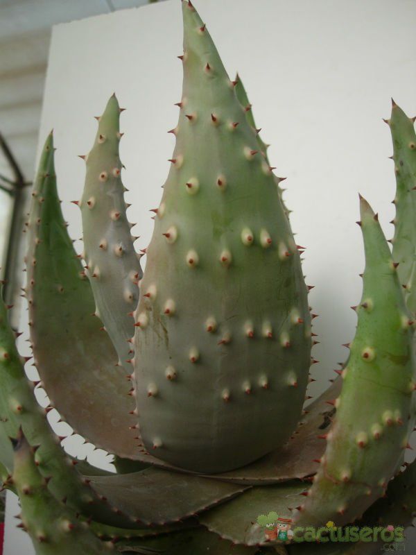 A photo of Aloe aculeata