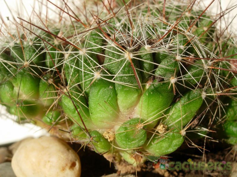 Una foto de Mammillaria decipiens ssp. decipiens