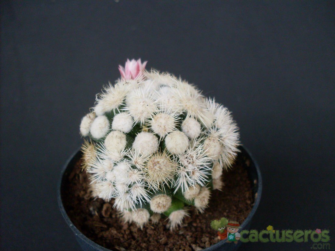 A photo of Mammillaria gracilis cv. oruga blanca