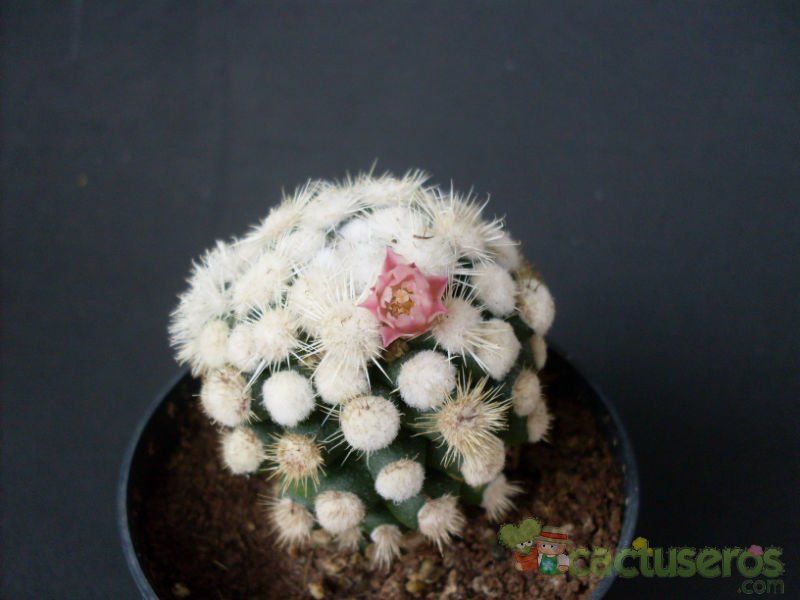 A photo of Mammillaria gracilis cv. oruga blanca