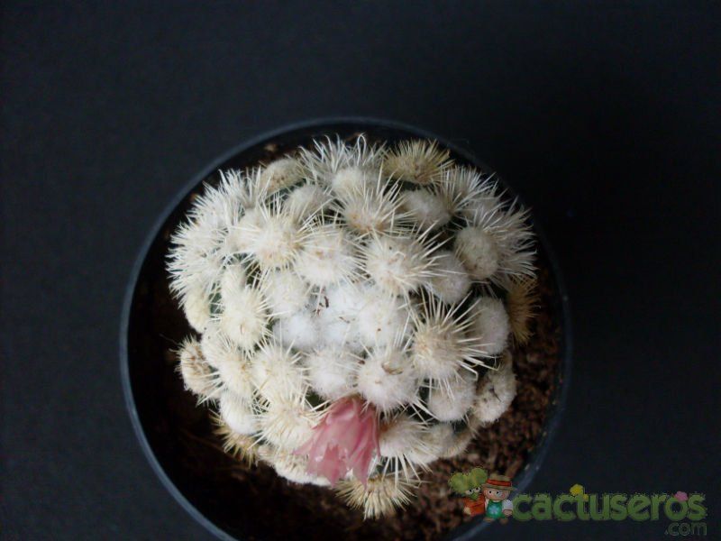 A photo of Mammillaria gracilis cv. oruga blanca