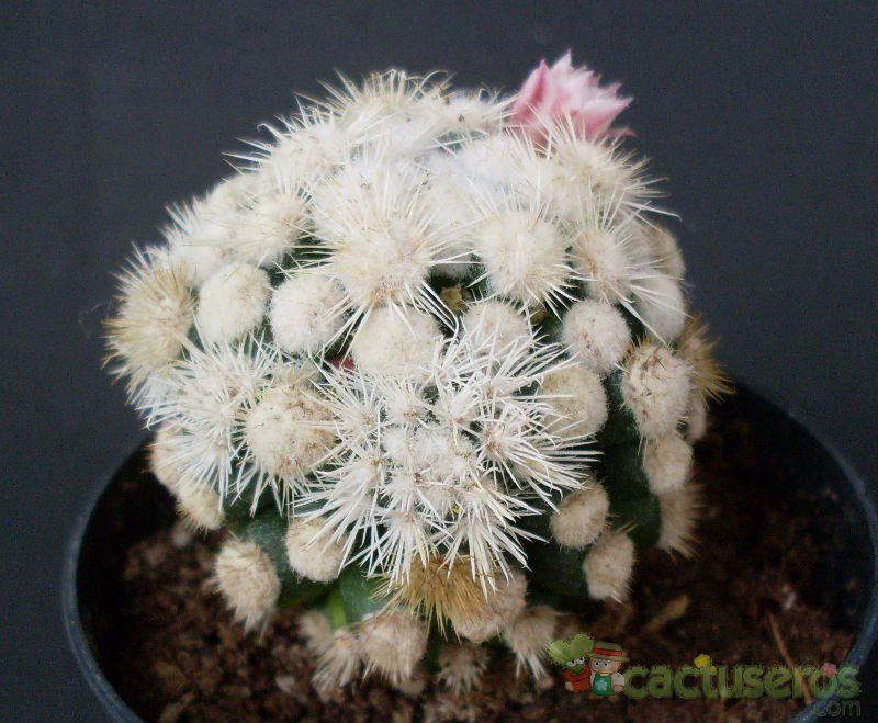 A photo of Mammillaria gracilis cv. oruga blanca