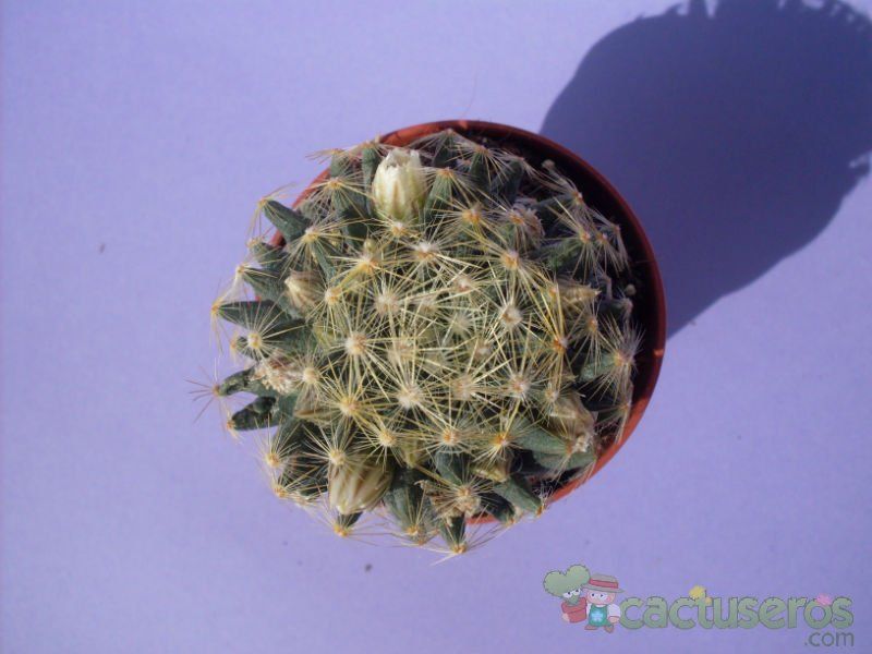 A photo of Mammillaria schiedeana ssp. dumetorum