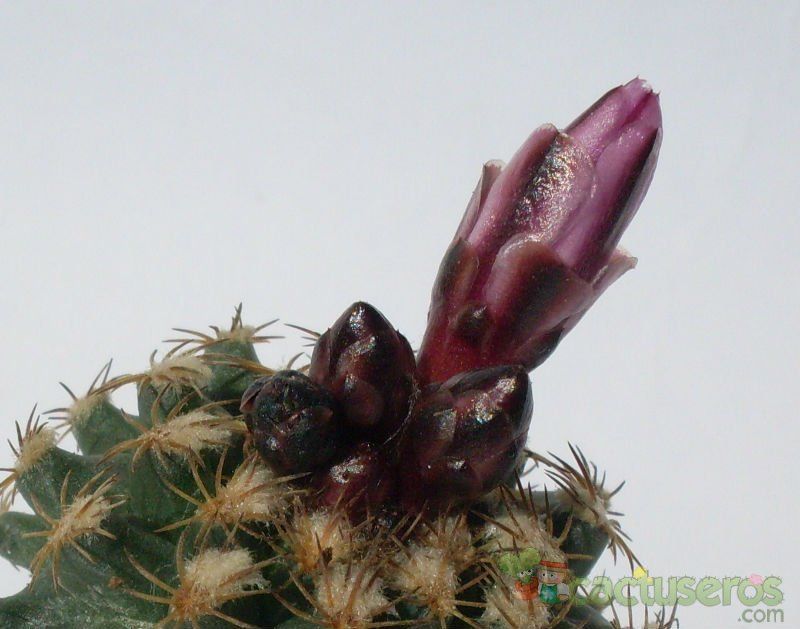 A photo of Turbinicarpus alonsoi x valdezianus (HIBRIDO)