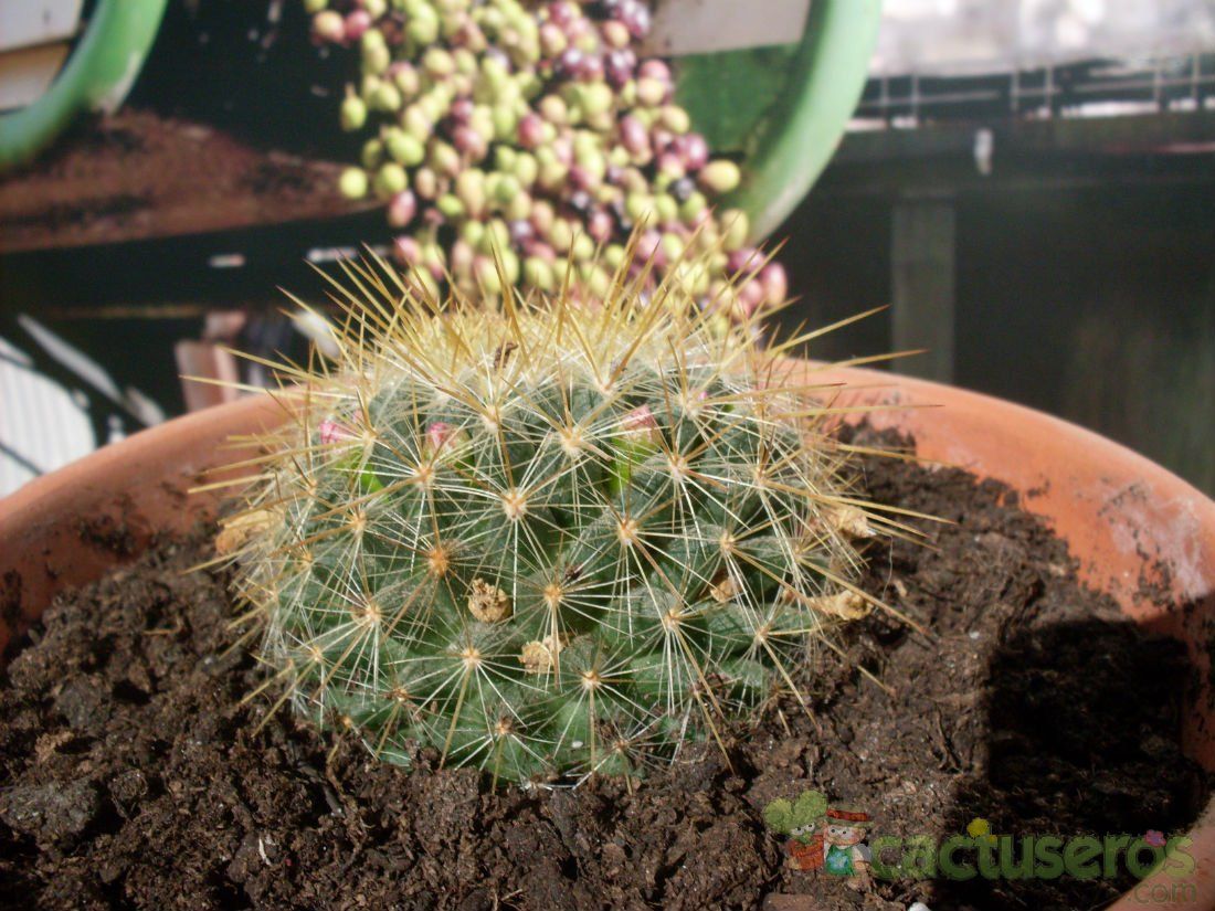 Una foto de Mammillaria rhodantha ssp. pringlei