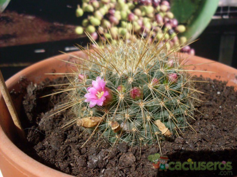 Una foto de Mammillaria rhodantha ssp. pringlei