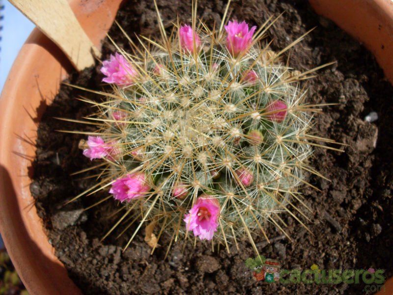 Una foto de Mammillaria rhodantha ssp. pringlei