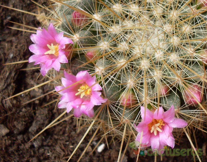Una foto de Mammillaria rhodantha ssp. pringlei