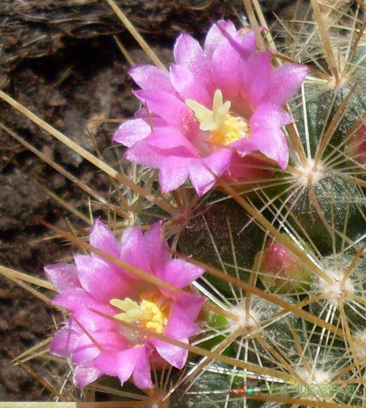 Una foto de Mammillaria rhodantha ssp. pringlei