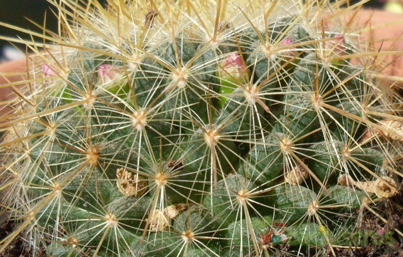 Una foto de Mammillaria rhodantha ssp. pringlei