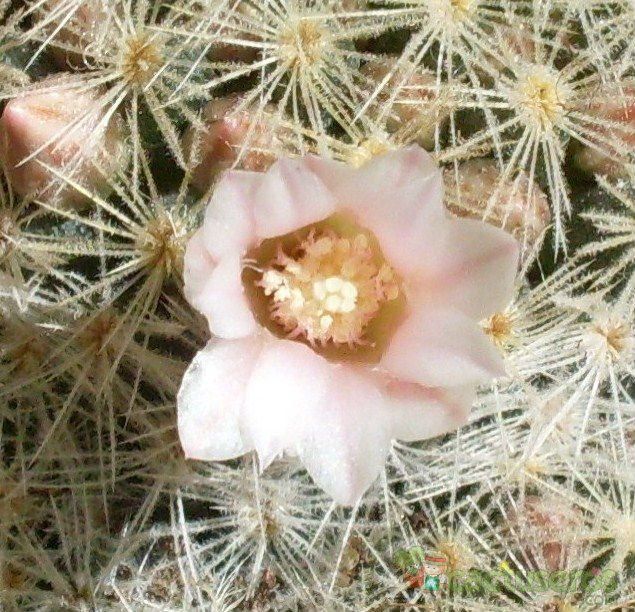 A photo of Mammillaria schiedeana ssp. giselae